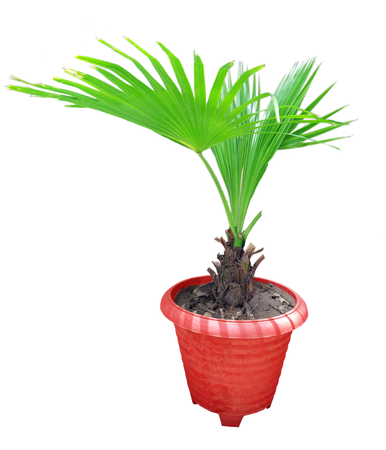 Coconut plant with pot - free photo - Graphics Pic