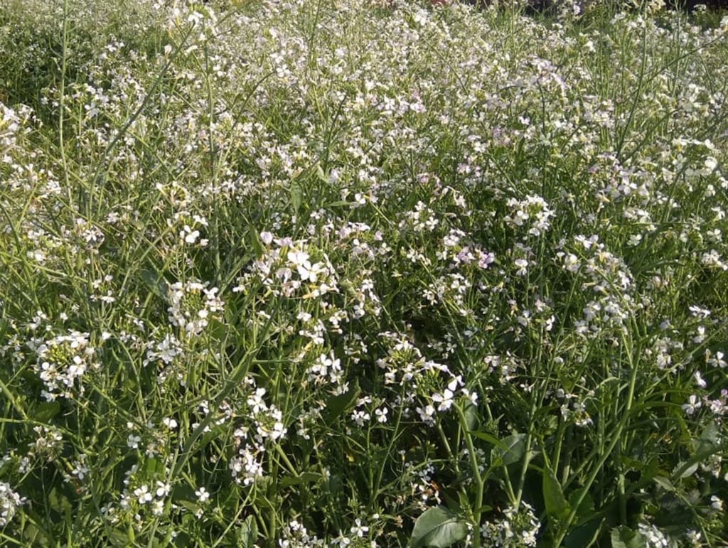 Radish flowers, white flower free photo Graphics Pic
