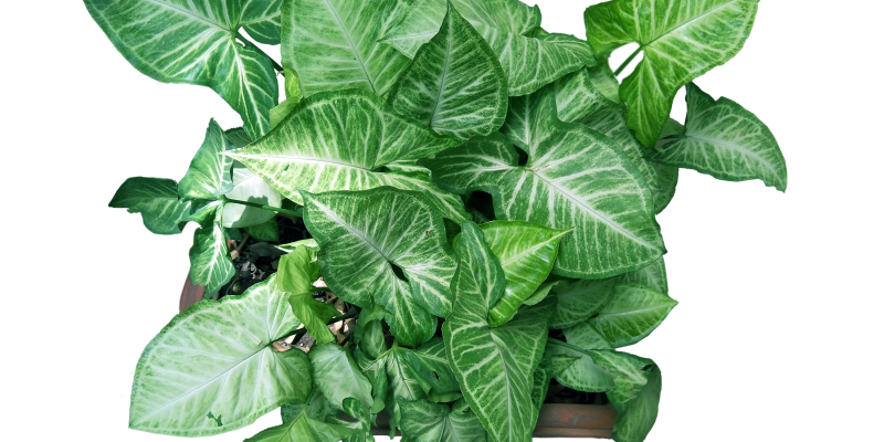 Plant with flower pot – free photo