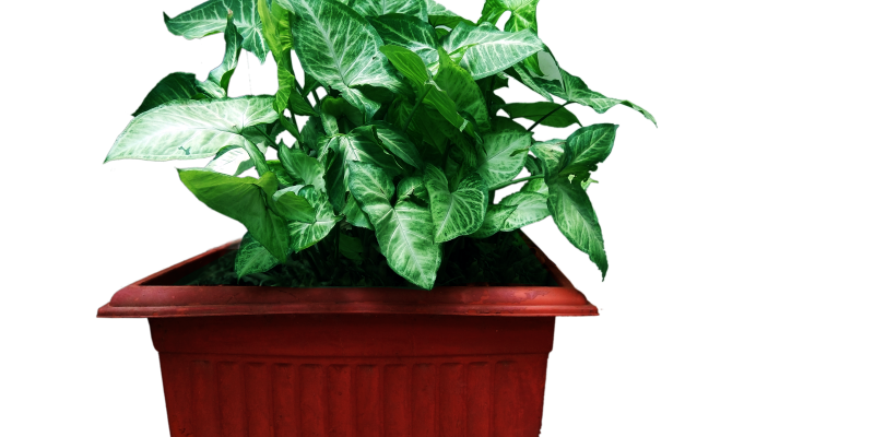 Decoration plant with flower pot – free photo