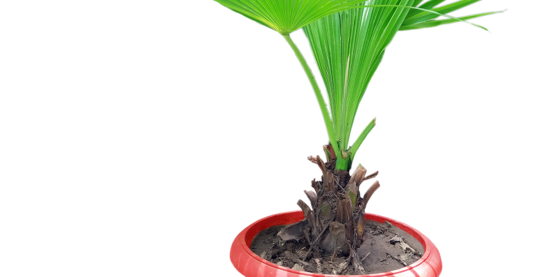 Coconut plant with pot – free photo