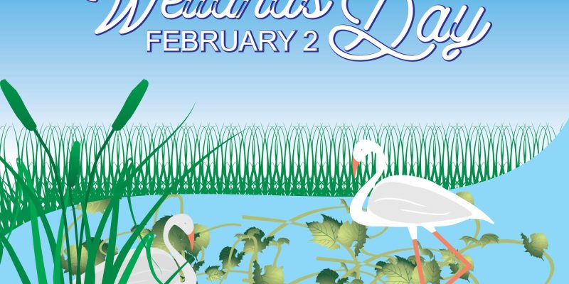 World Wetlands Day Poster Design, Good for Greeting Card and Social Media Post Design illustration – Free Vector