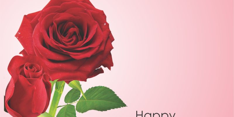 Pink background on the theme of Happy Rose Day On February 7 with rose pik  – free photo