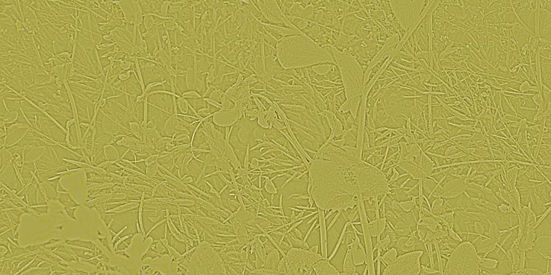 Greenly embossed background – free photo