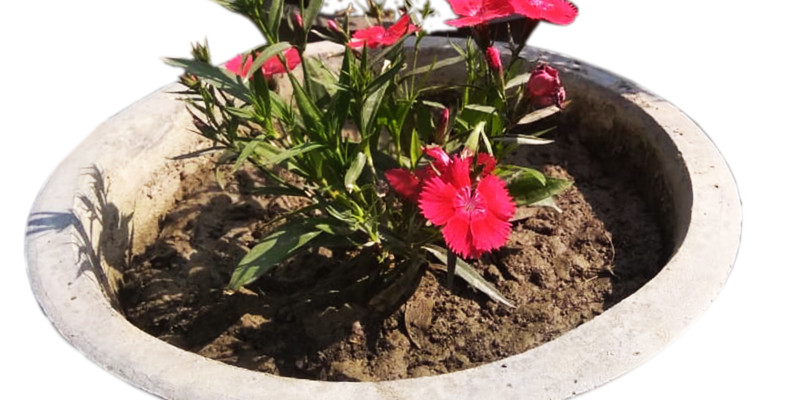 Flower, Nature png – free photo