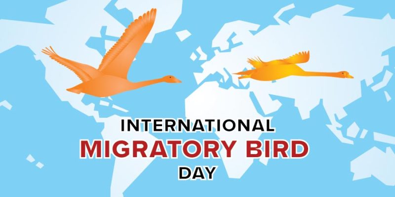 World Migratory Bird Day with world map background – free vector