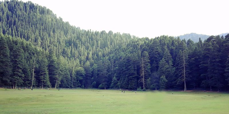 Nature forest background – free photo