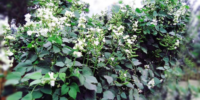 Bean, Vegetable, Food, Agriculture, Vine – free photo