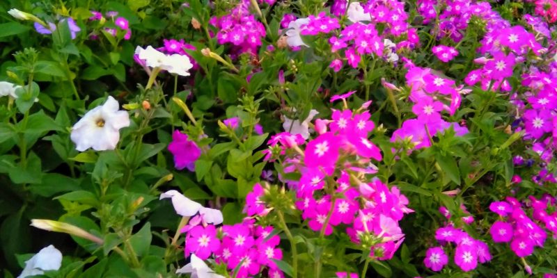 Nature, flower background – free photo