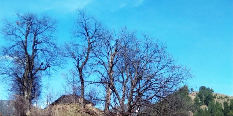 Tree with sky background – free photo
