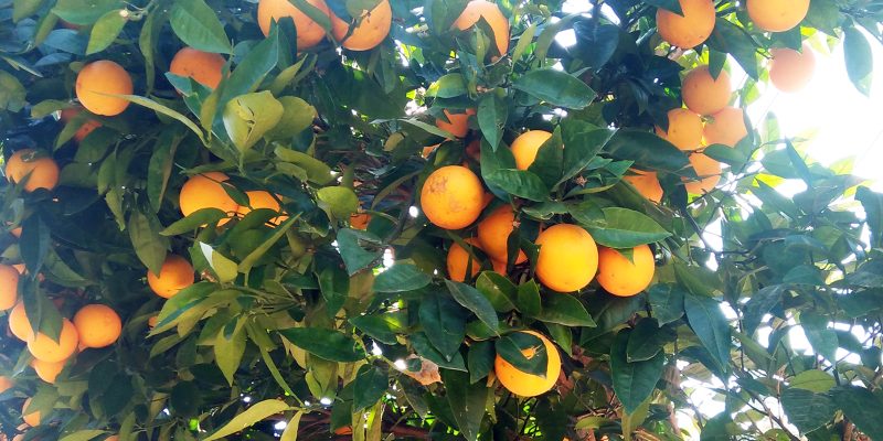 Oranges fruits tree