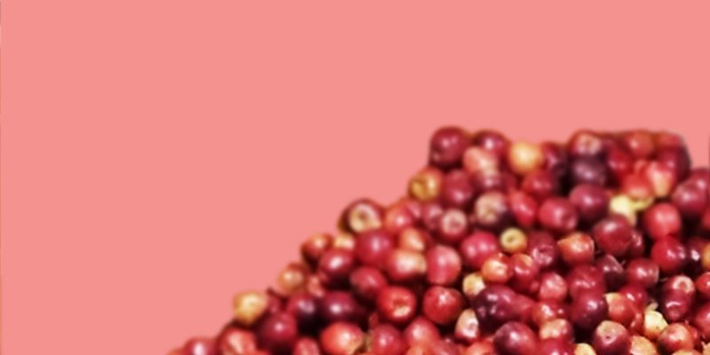 Many apple stacked – free photo