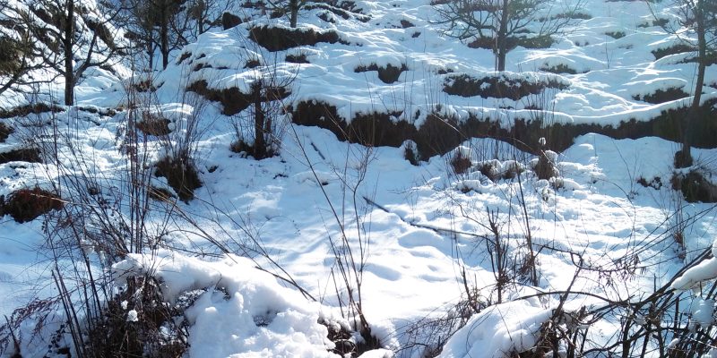 Tree & field filled with snowfall – free photo