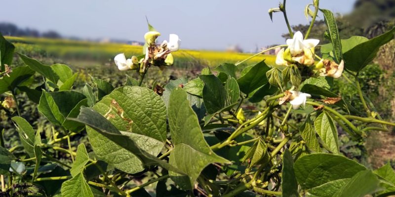 Bean, Vegetable, Food, Agriculture, Vine, flower – Free photo