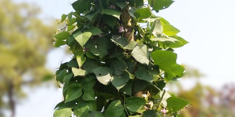 Bean, Vegetable, Food, Agriculture, Vine, flower – free photo