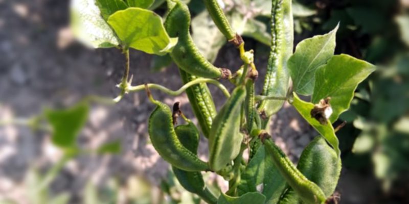 Bean, Vegetable, Food, Agriculture, Vine, flower – free photo