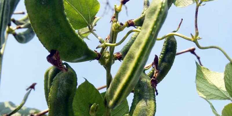 Bean, Vegetable, Food, Agriculture, Vine, flower – free photo