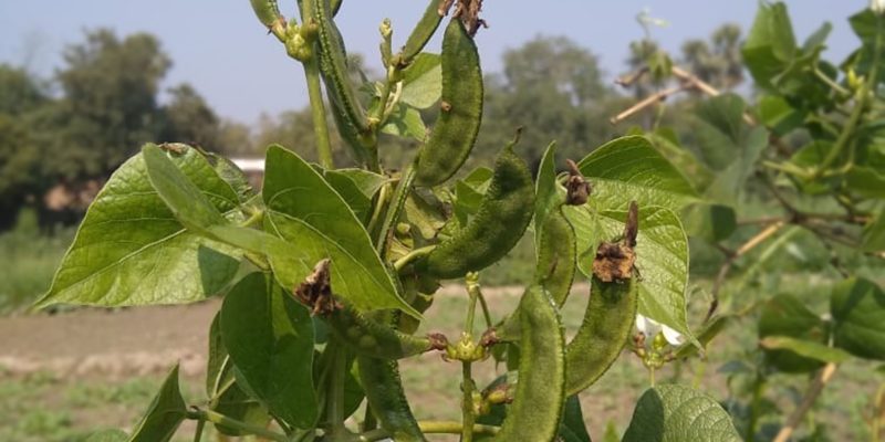 Bean, Vegetable, Food, Agriculture, Vine, flower – free photo