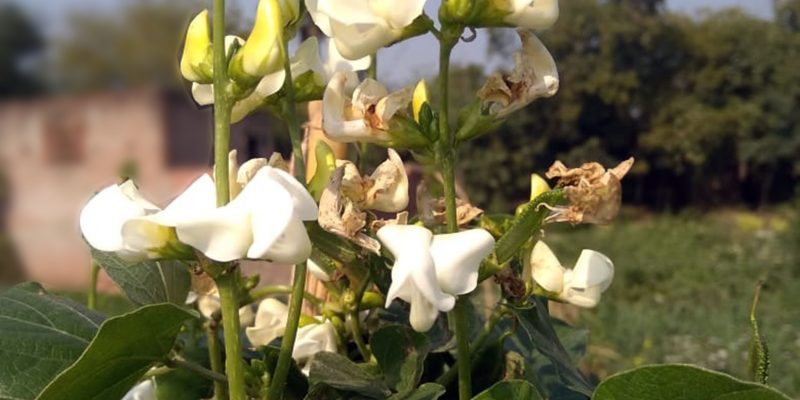 Bean, Vegetable, Food, Agriculture, Vine, flower – free photo