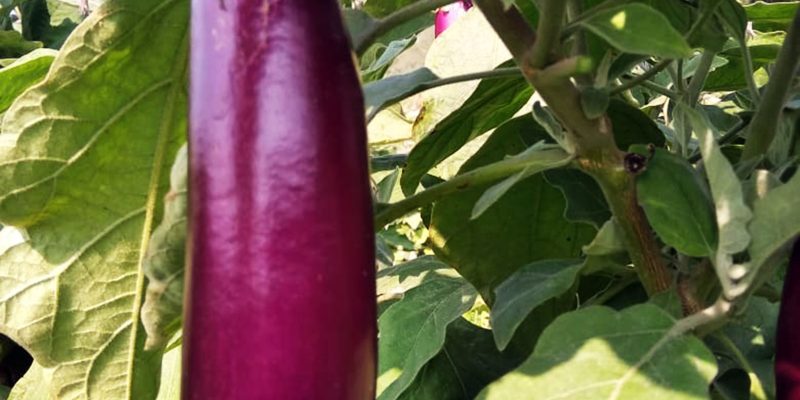 Brinjal with plant – free photo