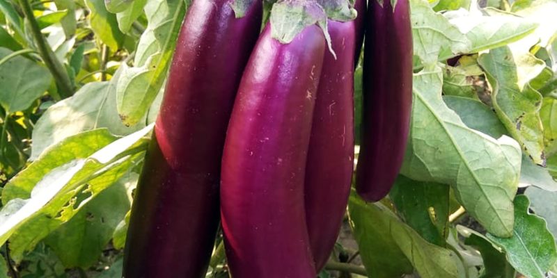 Brinjal bunch with tree – free photo