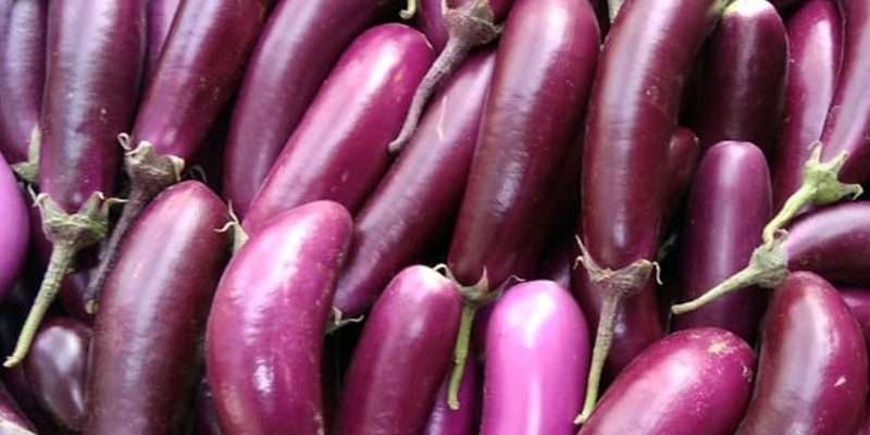 Brinjals – free photo