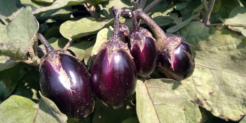 Brinjal with plant – free photo