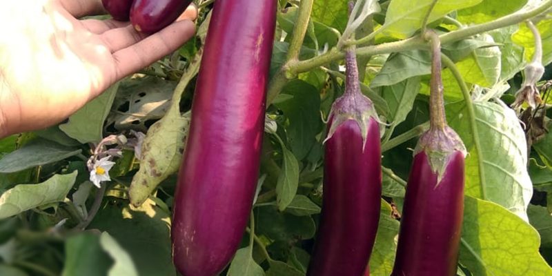 Brinjal with tree – freephoto