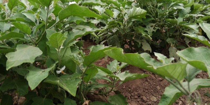 Brinjal tree with soil – free pic