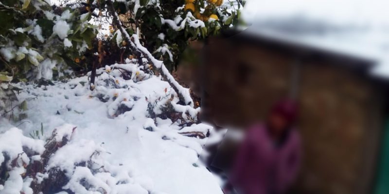 Tree & road filled with snowfall – free photo