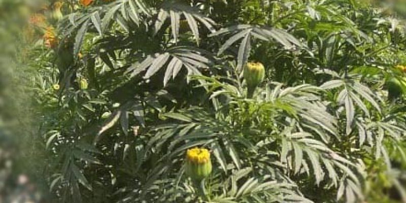 Marigold flower, nature – free photo