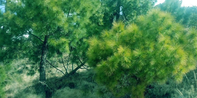 Image of Green tree in forest – free photo