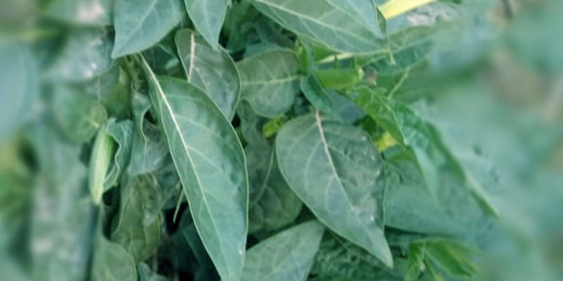 Datura (angel trumpet) flower – free photo