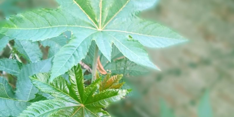 Castor oil plant or ricinus communis – free photo