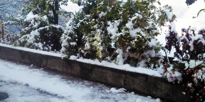 Tree & road filled with snowfall – free photo