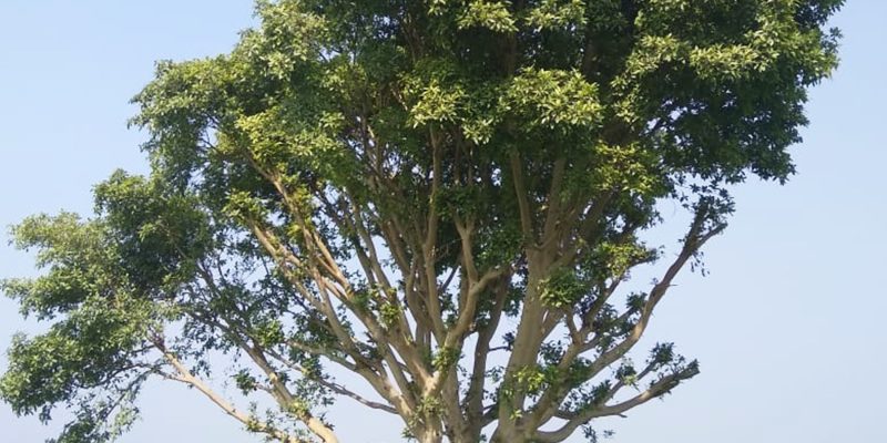 The cluster fig tree image – free photo