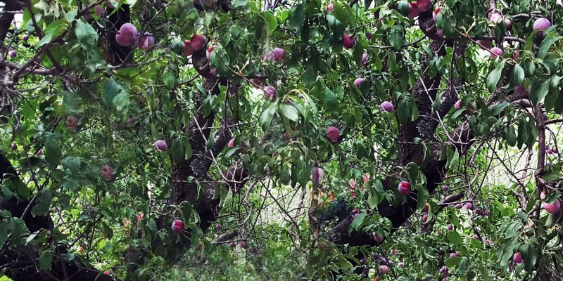 Sweet red cherries tree in summer – free photo