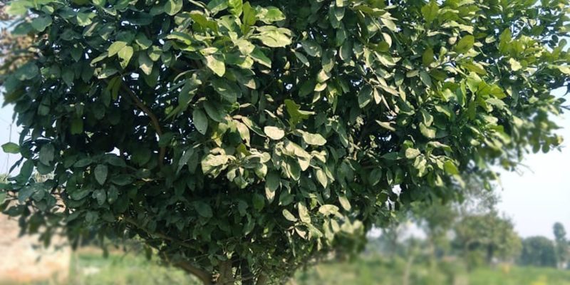 Lemon fruit tree in rural area – free photo