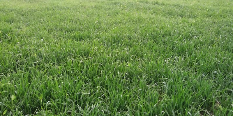 Nature – Free photo