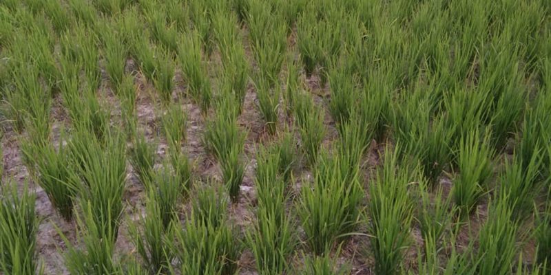 Rice paddy – free photo