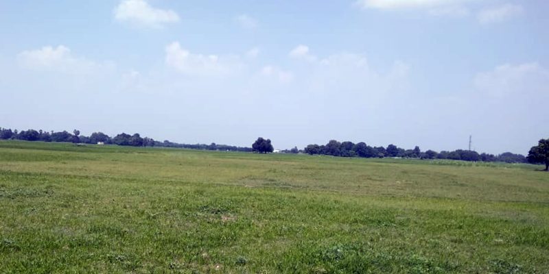 Green field summer blue sky background