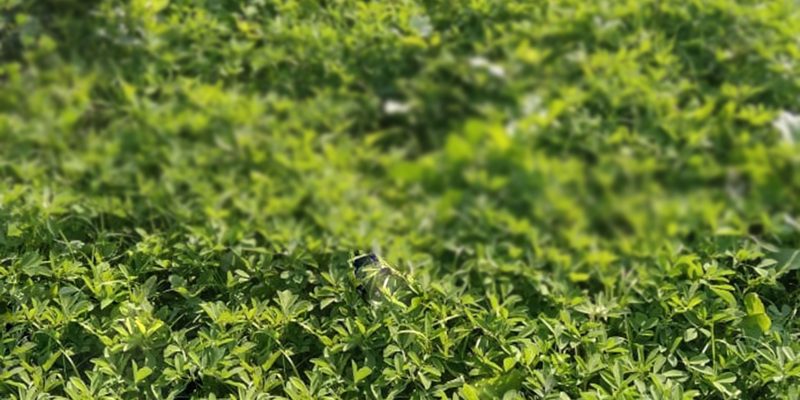 Fenugreek agriculture – Spices, Ayurvedic Medicine -free photo