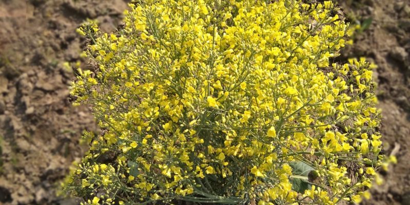 Yellow flower – free photo