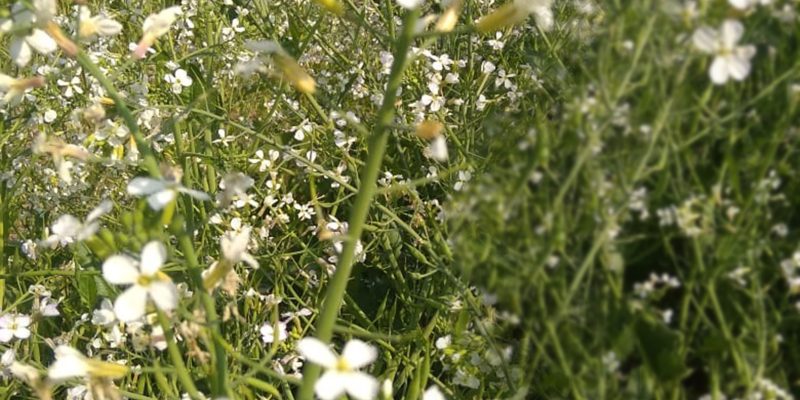 Radish flowers, white flower – free photo