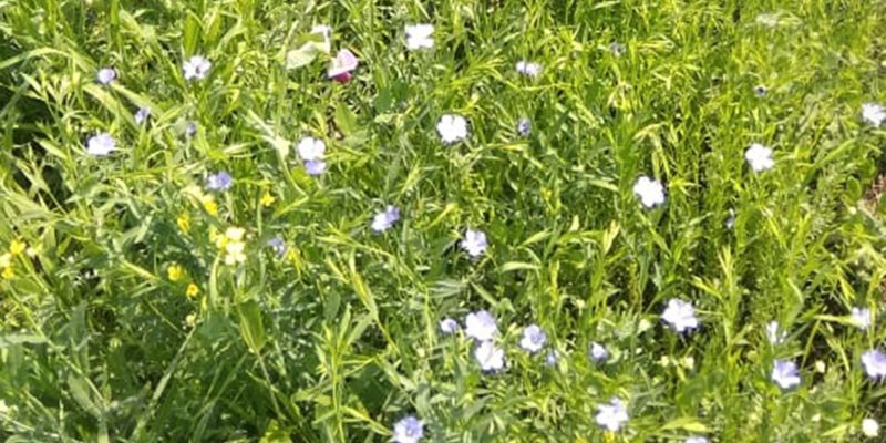 Green flax field – free photo