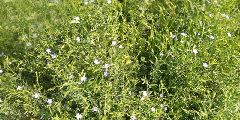 Flax Field, flower – free photo