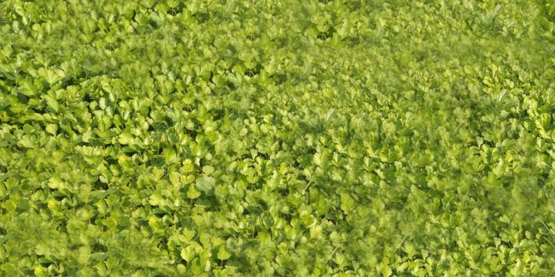 Coriander growing in field – free photo