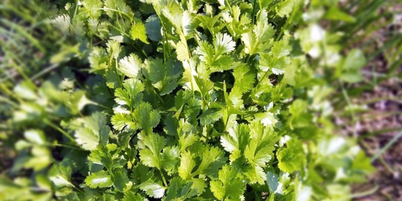Coriander growing in field – free photo