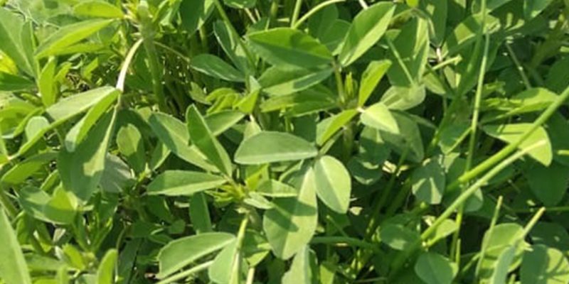 Fenugreek agriculture – Spices, Ayurvedic Medicine – free photo
