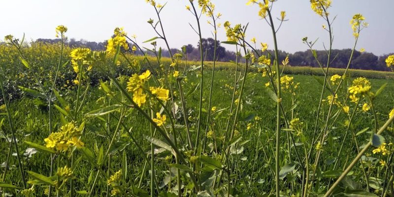 Mustard field with flower – free photo